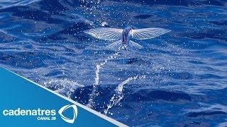 INCREIBLE Peces voladores huyen para no ser cazados [upl. by Sammons227]