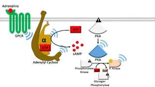 Adenylyl Cyclase Dependent Pathway  Fast Response [upl. by Freeborn]