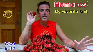 Mamones aka Rambutan aka Mamon aka mamon chino in Costa Rica  My favorite Fruit [upl. by Arad]