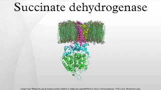 Succinate dehydrogenase [upl. by Kurys]