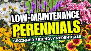 😍 Top 10 LowMaintenance Perennial Flowers ANYONE Can Grow  BeginnerFriendly 🌼💪 [upl. by Hennahane325]