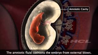 HCL Learning  Embryonic Development in Humans [upl. by Arodnap]