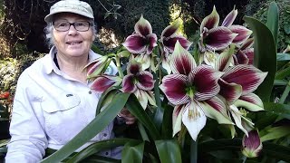 Whats the best Hippeastrum Hippeastrum papilio  Butterfly amaryllis Trish The Gong Gardener [upl. by Itirp25]