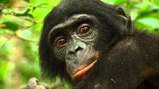 Bonobos Back to the Wild  Official Trailer 1 2015  Regal Cinemas [upl. by Aryk]