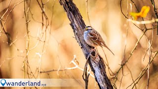 Winter Birding at Dutch Gap Canon R5 RF 100500mm [upl. by Yecies442]