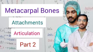 Metacarpal Bones  Attachment Articulation [upl. by Henley77]