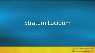 Pronunciation of the words quotStratum Lucidumquot [upl. by Cecile]