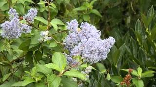 Ceanothus Gloire de Versaille [upl. by Niltak407]