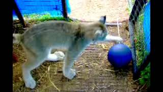 Max Canada Lynx  New ball 10162011 [upl. by Meghann]