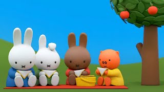 The Miffy Picnic  Miffy  New Series  Miffys Adventures Big amp Small [upl. by Leikeze835]