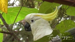 Sulphur crested Cockatoo  Cacatua galerita  HD Clip 11 [upl. by Suzan]