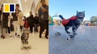 Skateboarding cat in China breaks Guinness world record [upl. by Lehplar89]