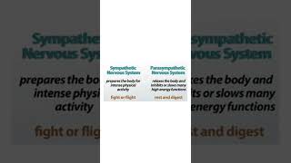 Difference between Sympathetic and Parasympathetic nervous system [upl. by Fries971]