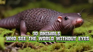 12 Animals Who See The World Without Eyes [upl. by Ydnic121]