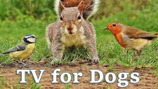 Videos for Dogs To Watch  Dog TV Videos of Birds and Squirrels for Separation Anxiety [upl. by Xavler39]