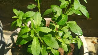 Stevia Plant Hindi  How To Grow and Care Stevia Plant at Home  Health Benefits of Stevia Plant [upl. by Enenaej]