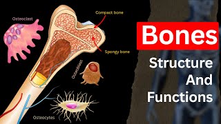 Bone Structure of Human body  Bone Structure Bone functionsBone cells Biology [upl. by Adnuahs]