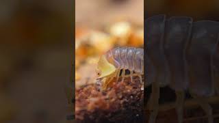 Isopod Eating ASMR 🤤 Isopod IsopodFood [upl. by Brawner505]