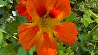 Nasturtiums garden Winnetka  California May 12 2024 — iPhone 14 Pro Max [upl. by Agon]