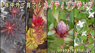 【ネイティブプランツ】1年中外で育ててるオーストラリア、南アフリカの植物🍃育て方、季節ごとの様子【Easy to grow Australian and South African plants】 [upl. by Ytok331]