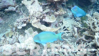 Parrotfish Critical for Healthy Coral Reefs [upl. by Irollam]