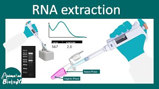 RNA extraction using trizol method [upl. by Nnahoj]