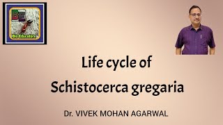 Life cycle of Schistocerca gregaria GrasshopperLocust [upl. by Catarina]