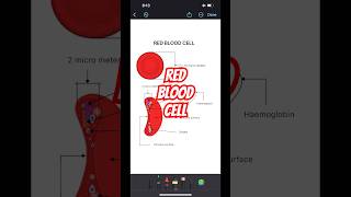 Red blood cell Detailed discription in less than one minute neet biology shorts [upl. by Giliana]