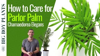 Parlor Palm Care 101 Chamaedorea Elegans [upl. by Ahterod]