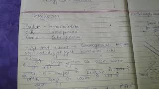 Balanoglossus  Habit and Habitat  Classification  Hindi and English notes  bsc 2 year zoo [upl. by Esereht]