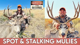 Spot and stalking BIG Mulies in Wyoming [upl. by Akimik]