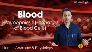 Haemopoiesis Formation of Blood Cells RBCs WBCs and Platelets [upl. by Aiykan]