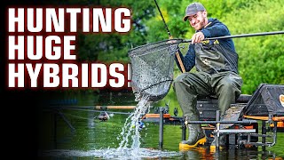 Catching HUGE Hybrids On A Feeder  Fishing Gurus VOL 3 [upl. by Davenport]