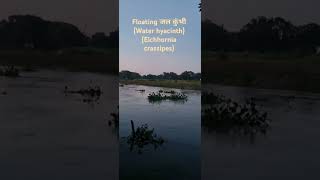 जल कुंभी Water hyacinth Eichhornia crassipes river water nature photography [upl. by Irama887]