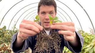 A Simple Method to Root Plants from Cuttings  Propagating Softwood Viburnum Cuttings [upl. by Cora652]