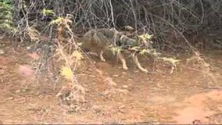 Coyote in Kayenta Utahavi [upl. by Marsha]