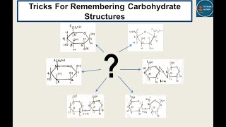 Carbohydrate II Remembering Tricks For Monosaccharide Disaccharide amp Polysaccharide Structures II [upl. by Eugirne40]