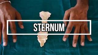 Sternum [upl. by Jessie]