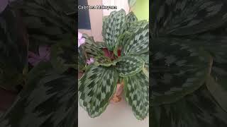 Calathea Makoyana jenis yang kerap disebut sebagai “peacock plants” alias tanaman burung merak [upl. by Shields258]