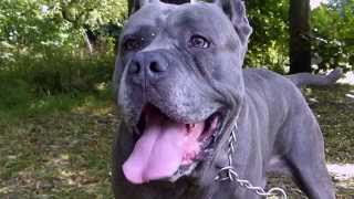 Cane Corso or Neapolitan  Mastiff [upl. by Asinet149]