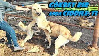 ÖRNEK BİR KANGAL TOROS SEYRETMEYEN KANGAL ADINA ÇOK ŞEY KAYBEDER [upl. by Aisena]