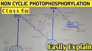 L7 Non cyclic photophosphorylation Class 11 Zscheme  11th biology chapter 4 bioenergetics [upl. by Beitz]