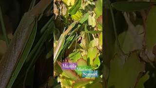 Praying Mantis Mating Season jigzm17 jardindeciutadella mygarden [upl. by Porta]