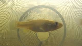 Catching Fish from Inside a Minnow Trap POV 3 [upl. by Merow]