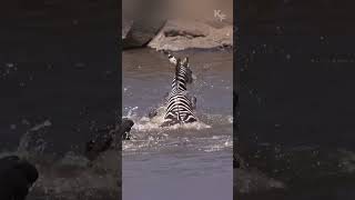 Against All Odds A Zebras Daring Escape from CrocodileInfested Waters [upl. by Yessak201]