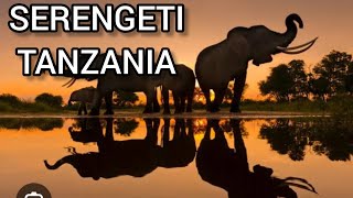 Exploring Serengeti National Park Wildlife Climate and Travel Tips [upl. by Nnarual]