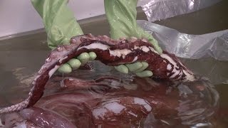 Colossal Squid Examination Highlights [upl. by Wj]