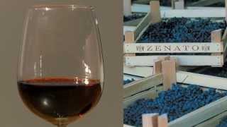 Ripassa Valpolicella Superiore Zenato [upl. by Gauntlett]