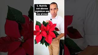 5 consejos para cuidar la planta de navidad o poinsettia consultordigitaljardineria [upl. by Waki]