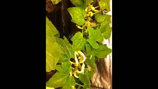 Month 2  2 Wk Magnetic Induction vs HPS Squash Grow Test [upl. by Yve586]